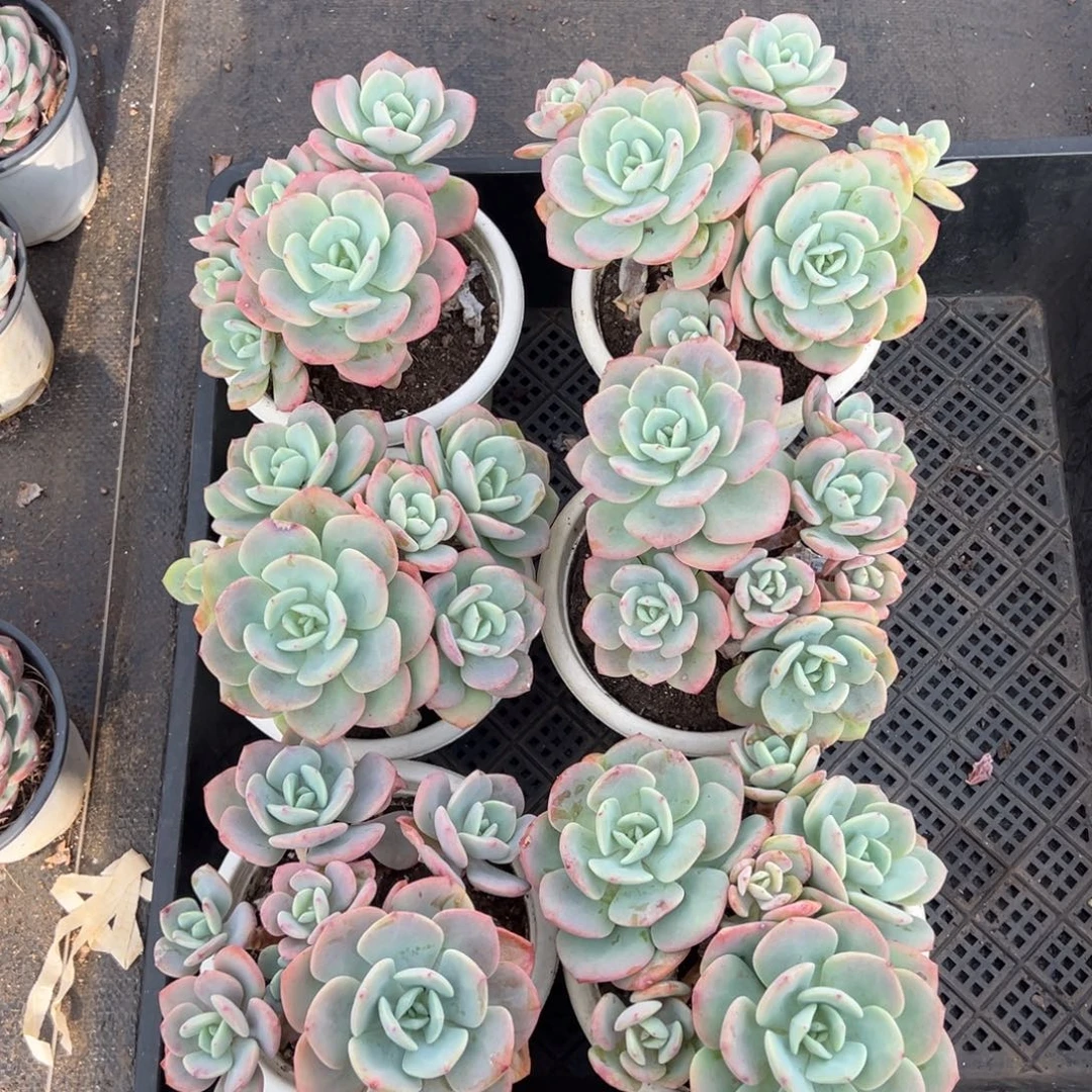 白月光，图中任意一颗，尺寸15