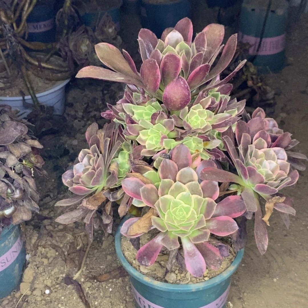 金丝雀多肉植物034