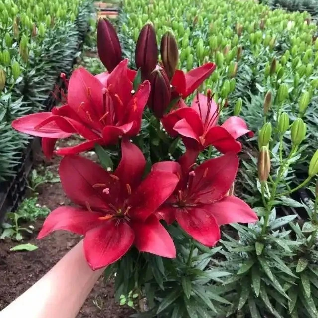 春季进口百合百合花球根小亚百合庭院百合盆栽百合桑德兰双头百合