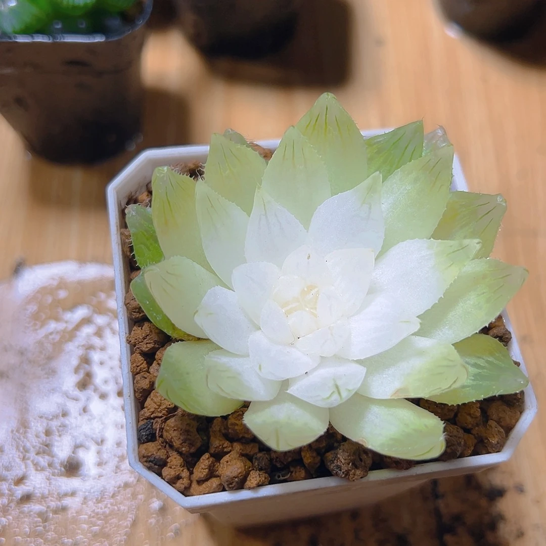 白莲花玉露多肉多肉多肉一颗