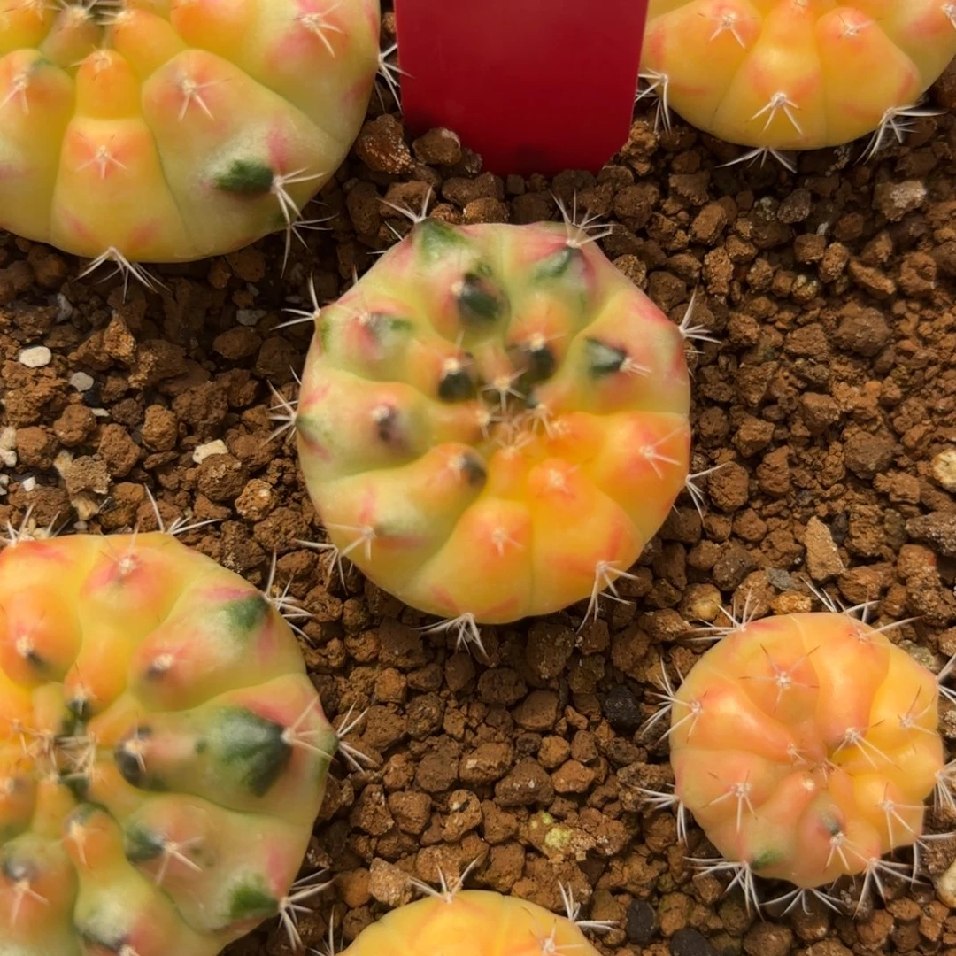 L528-1205泰国发货 太阳皇冠