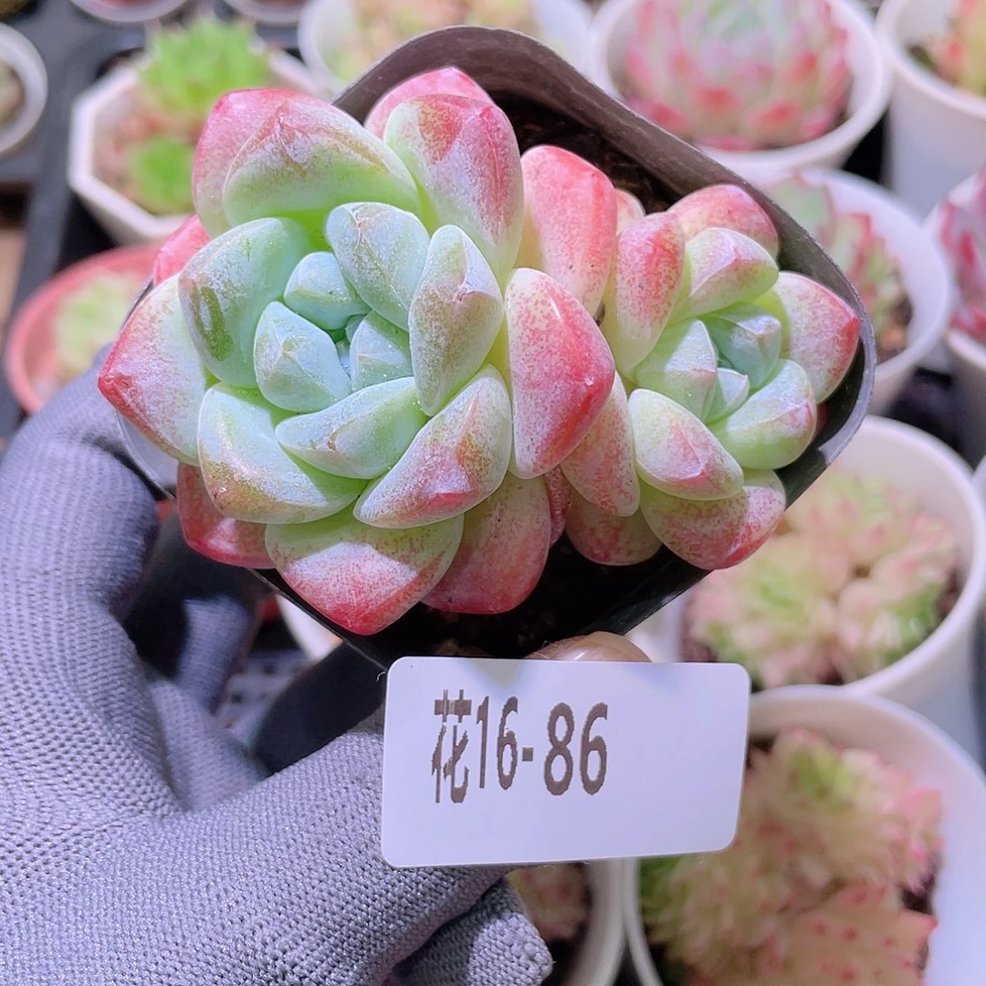 花利美16-86冰玉