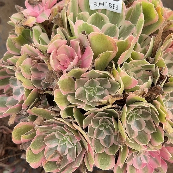 9.18-43男神多肉植物1