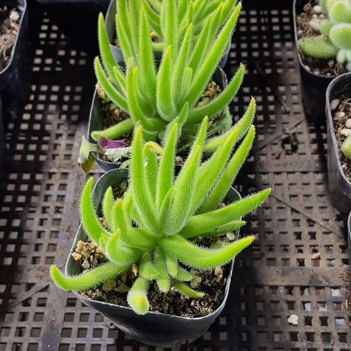 银狐2.8带盆土发货