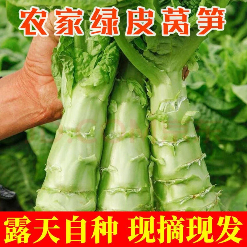 【新鲜莴苣】现摘新鲜莴笋农家露天自种青笋现摘莴苣时令蔬菜3斤5斤