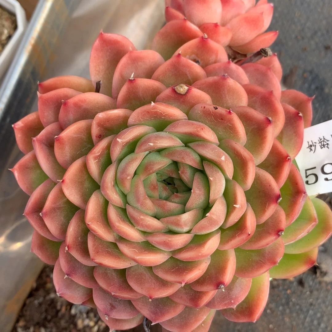 59459杂交多肉老桩