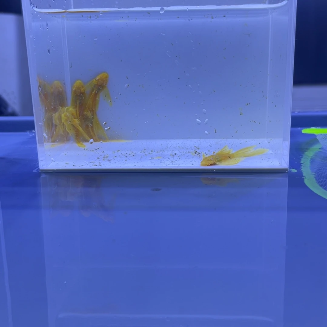 孔雀鱼大帆6条开箱视频报损