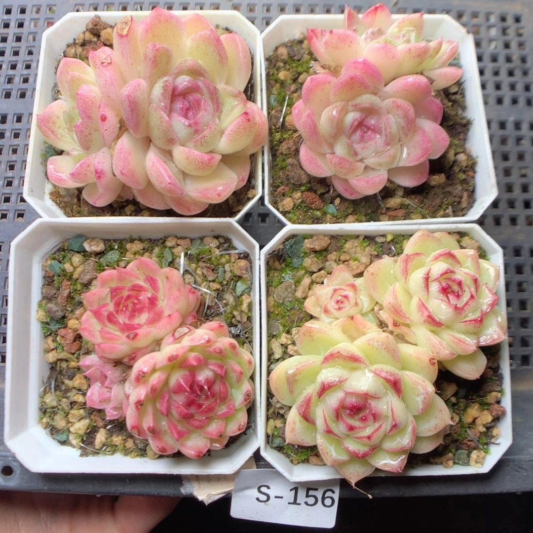 无花朵S156。yyyyyyyyy