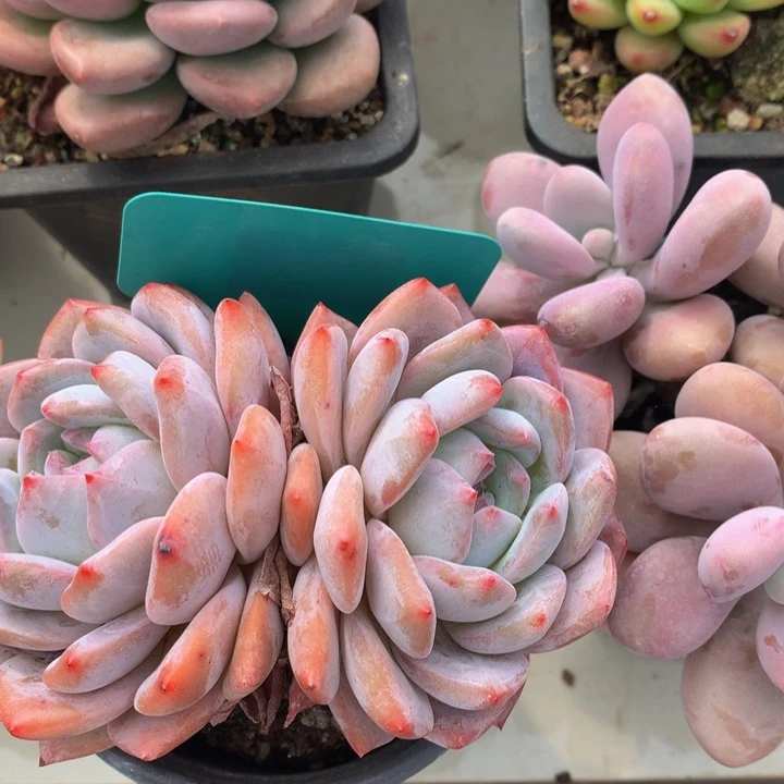 多肉植物26262263636