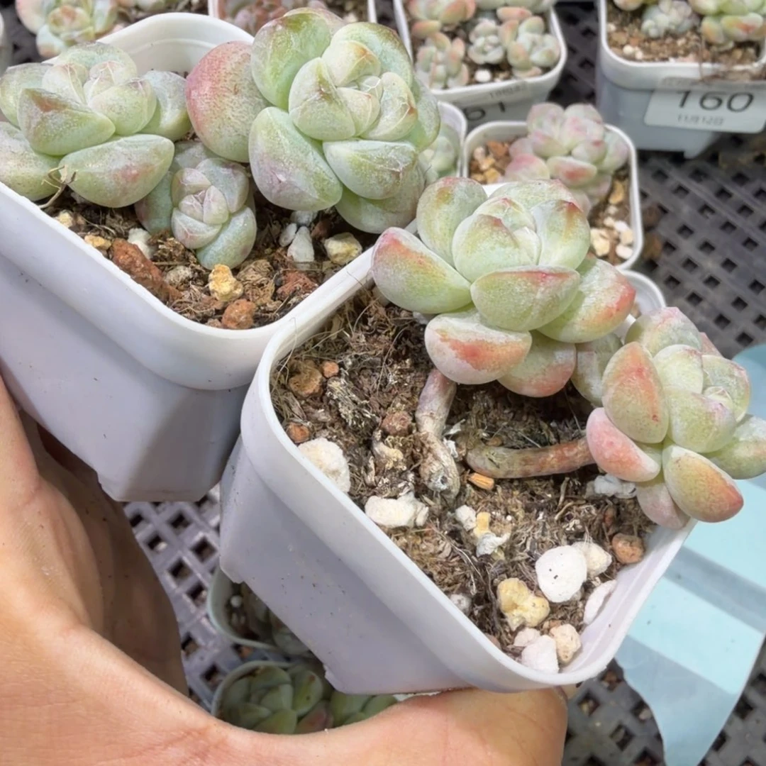 169 号到手1框江北多肉