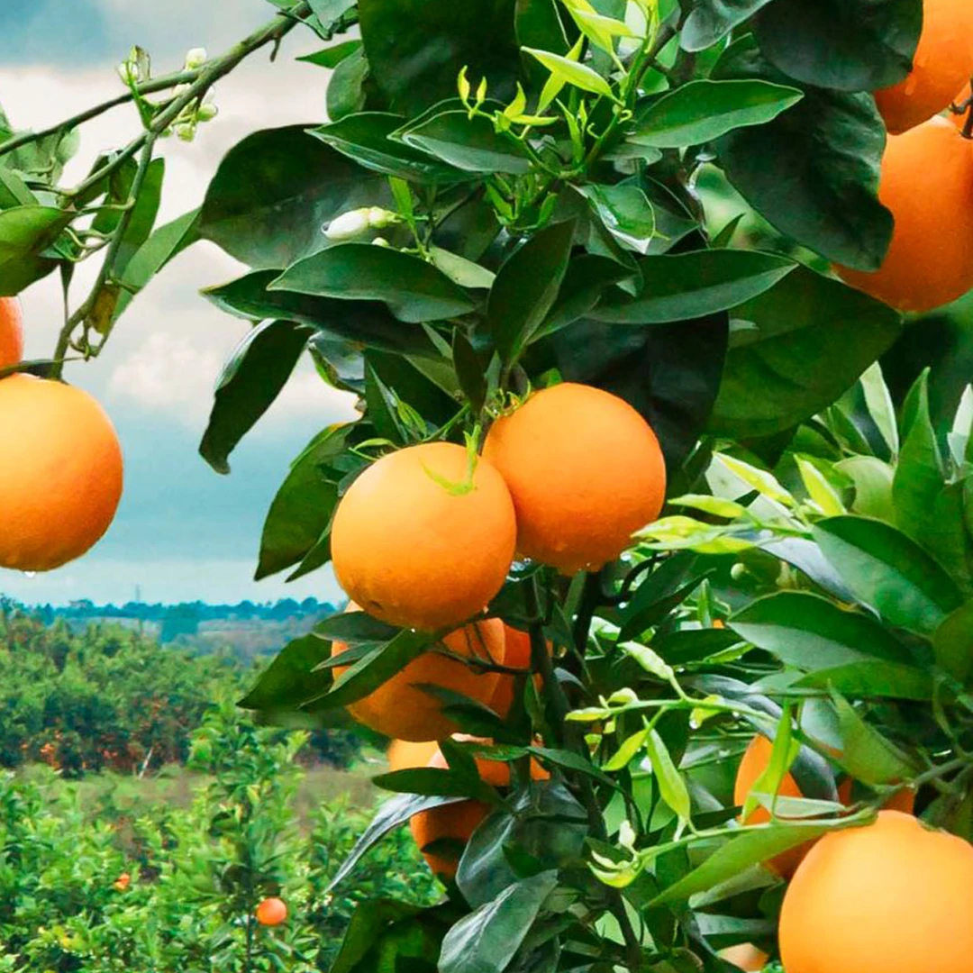 资中塔罗科血橙【带箱9-10斤】细腻化渣多汁当季新鲜橙子【坏果包赔】