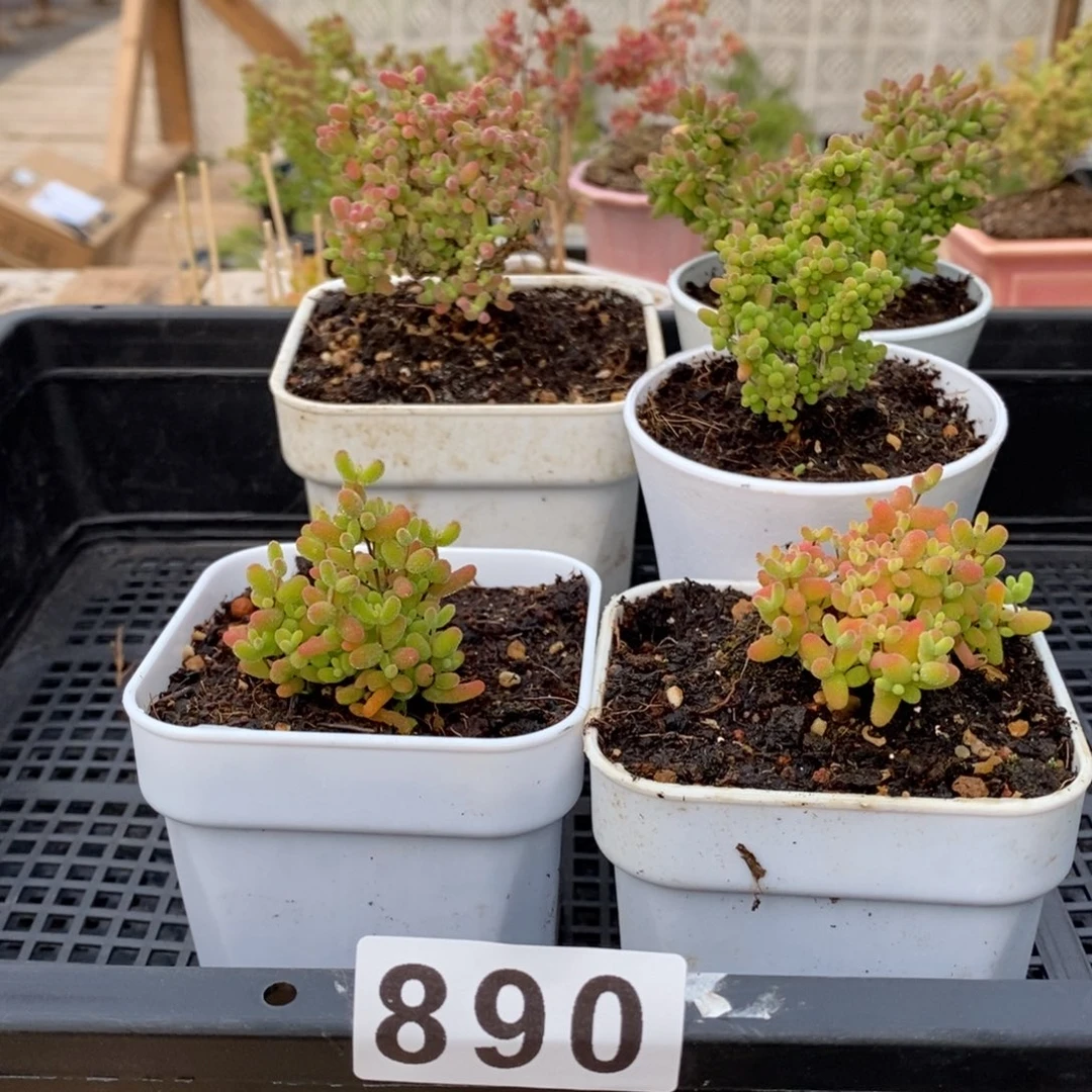 枝干番杏人多肉植物890