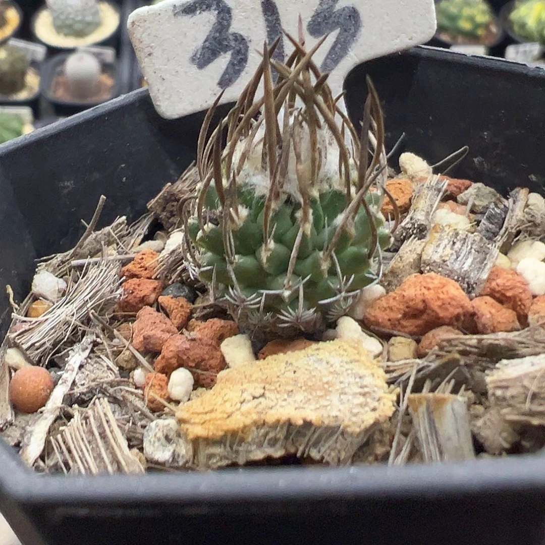 313直刺升龙丸实生1.9厘米