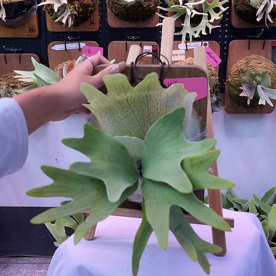 tonkla 小体三混 侧 鹿角蕨