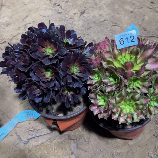 法师2颗一物一拍612