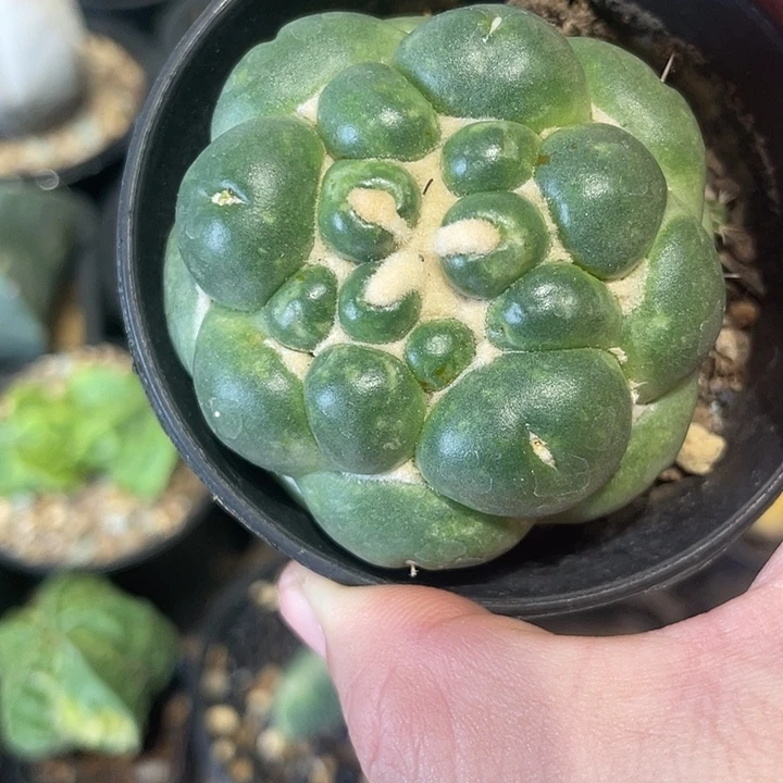 自根无刺仙人球一颗