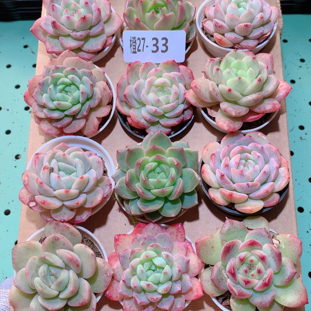 27-33一物一拍多肉带盆18颗