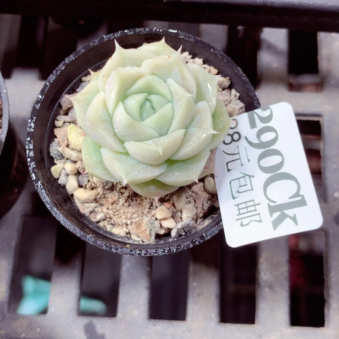 5厘米盆精控多肉290