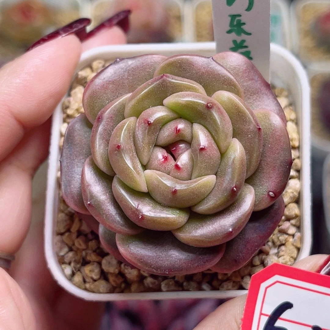 G251一物一拍 巧乐兹