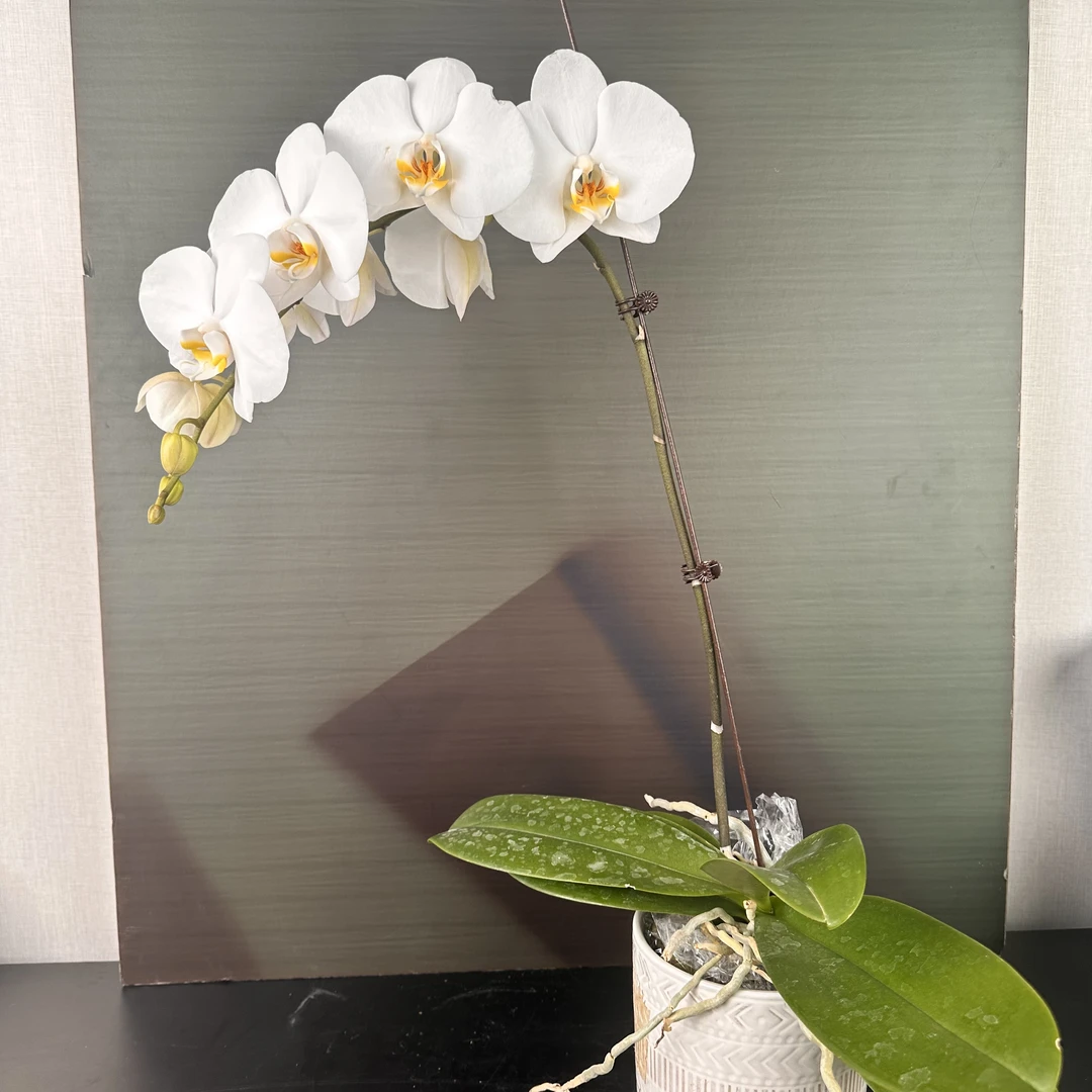 【安祖原杯】（剑桥）3.5寸杯单剑蝴蝶兰盆栽