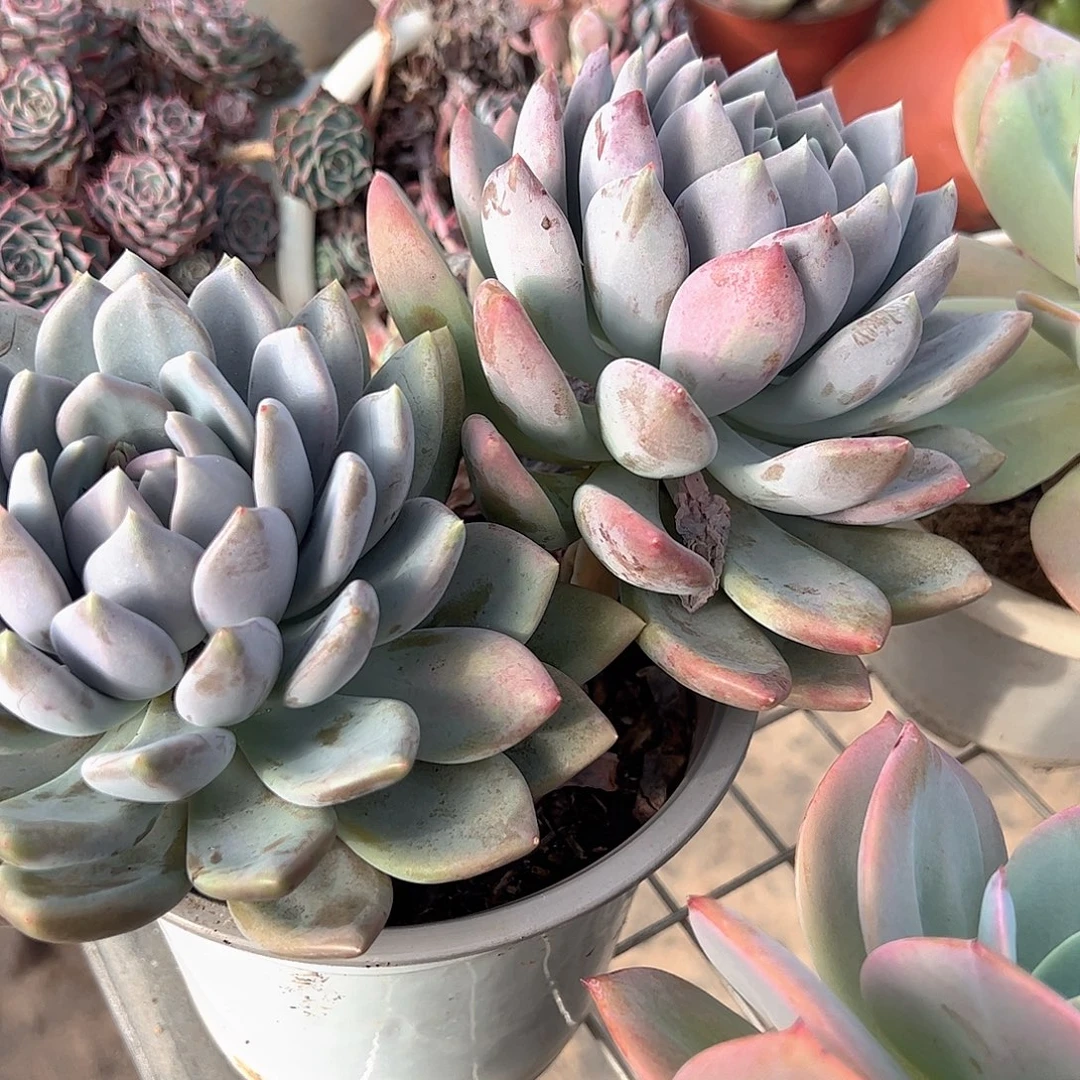 胖美人双头起发精品特价