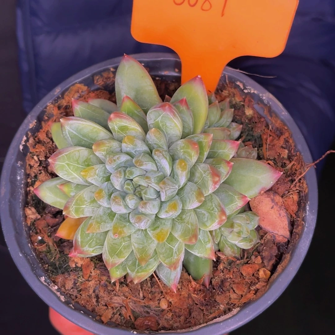 用**梅0087号晚上多肉植物群生