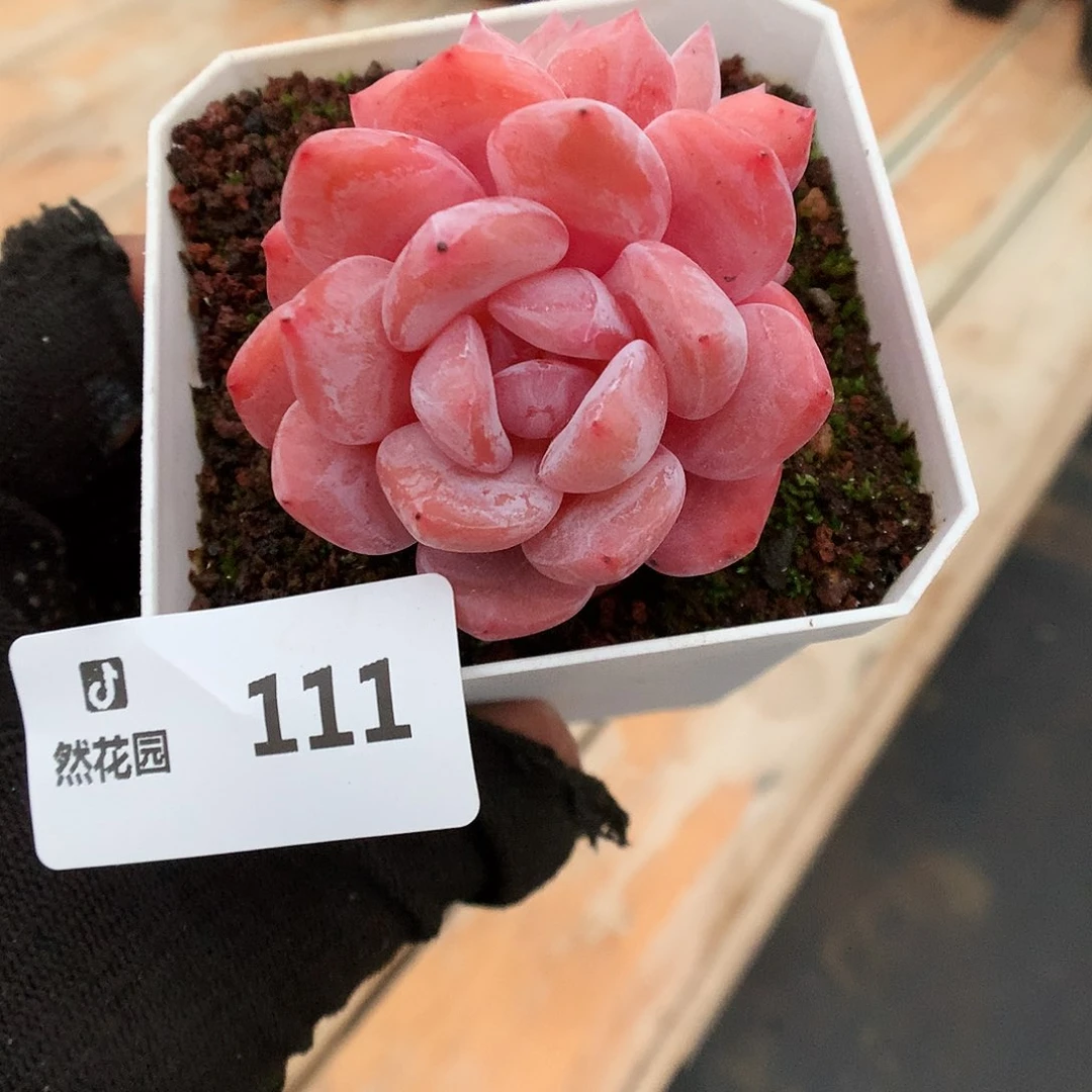 111红石星影多肉植物666