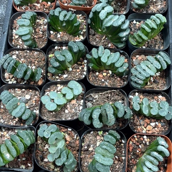 玉扇多肉植物哈哈