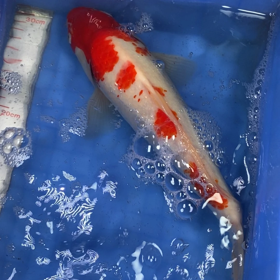 海水鱼冷水锦鲤包邮