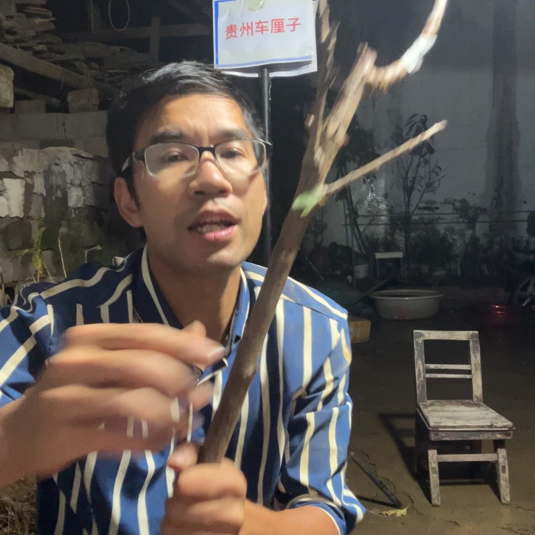 e***r当前无花栽培后可以开花307