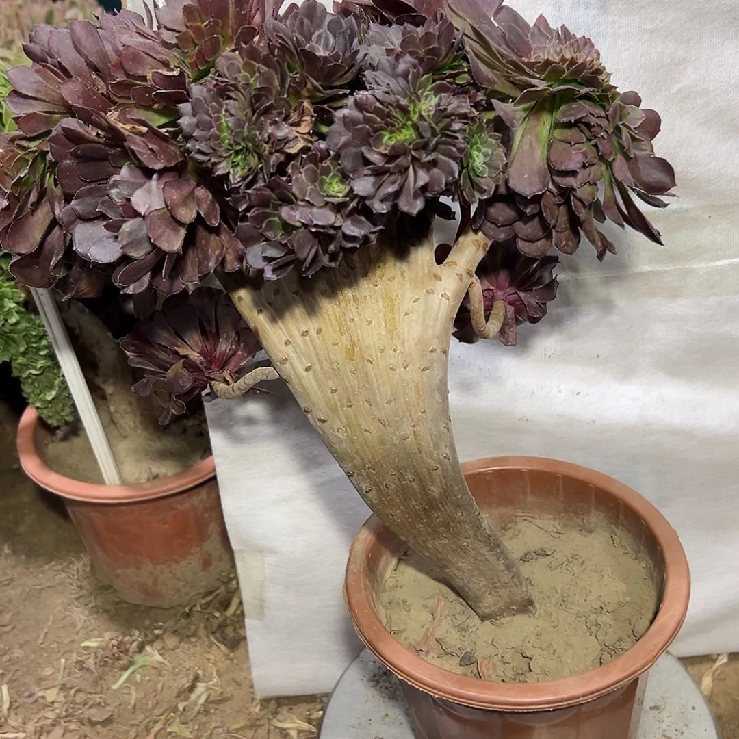 多肉植物铜壶缀花376