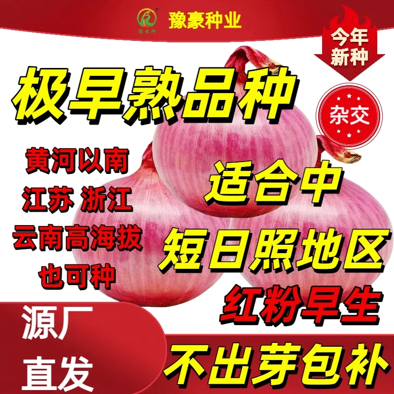 「极早熟洋葱种子」红粉早生短日照杂交粉红皮上市早厚扁圆洋葱种子