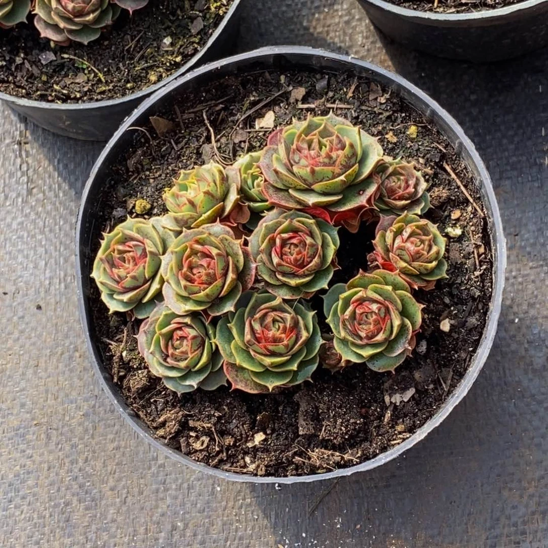 苔*48包邮一物一拍多肉植物