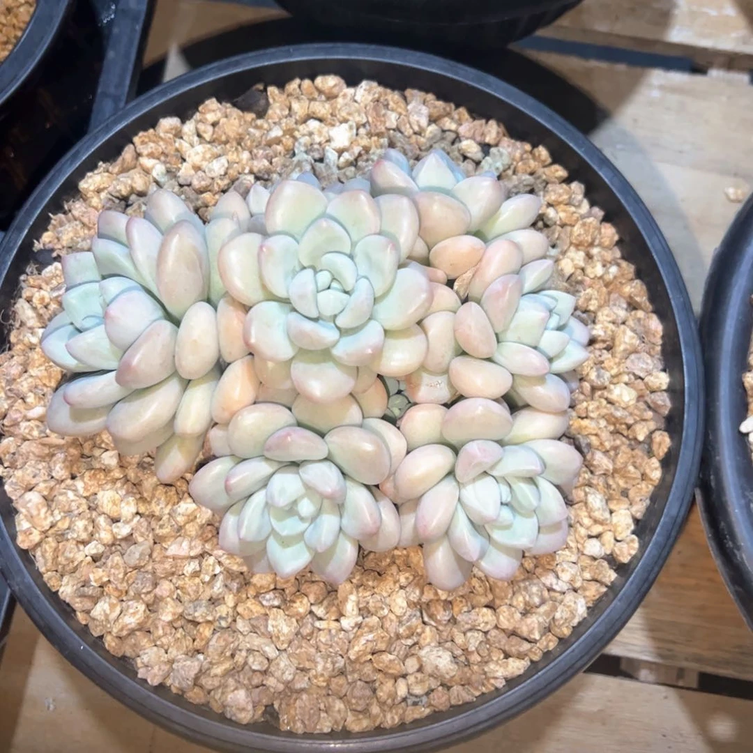 虪***ㄣ多肉植物多肉植物