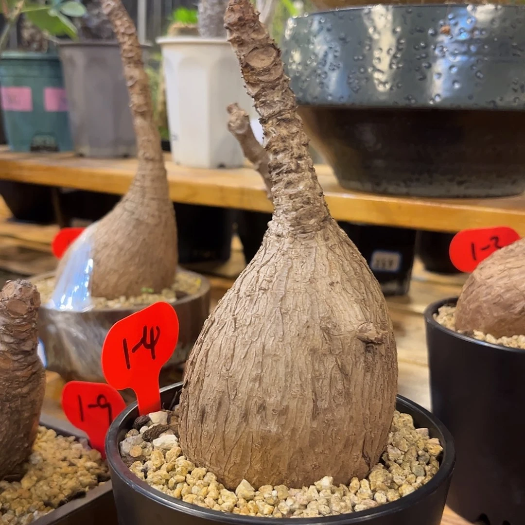 汤圆植物奇艺油柑1-4