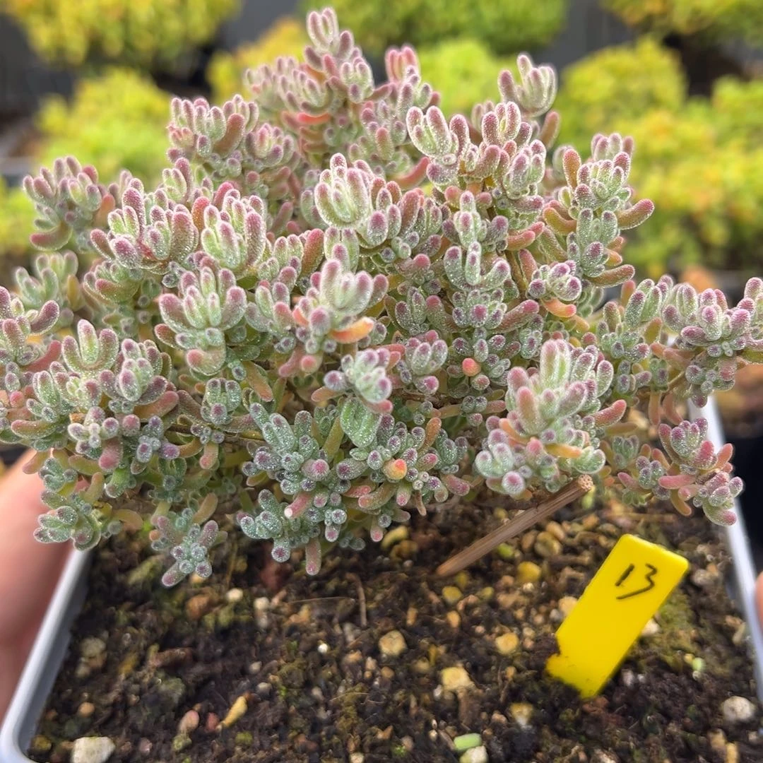 冰紫枝干13号12cm盆