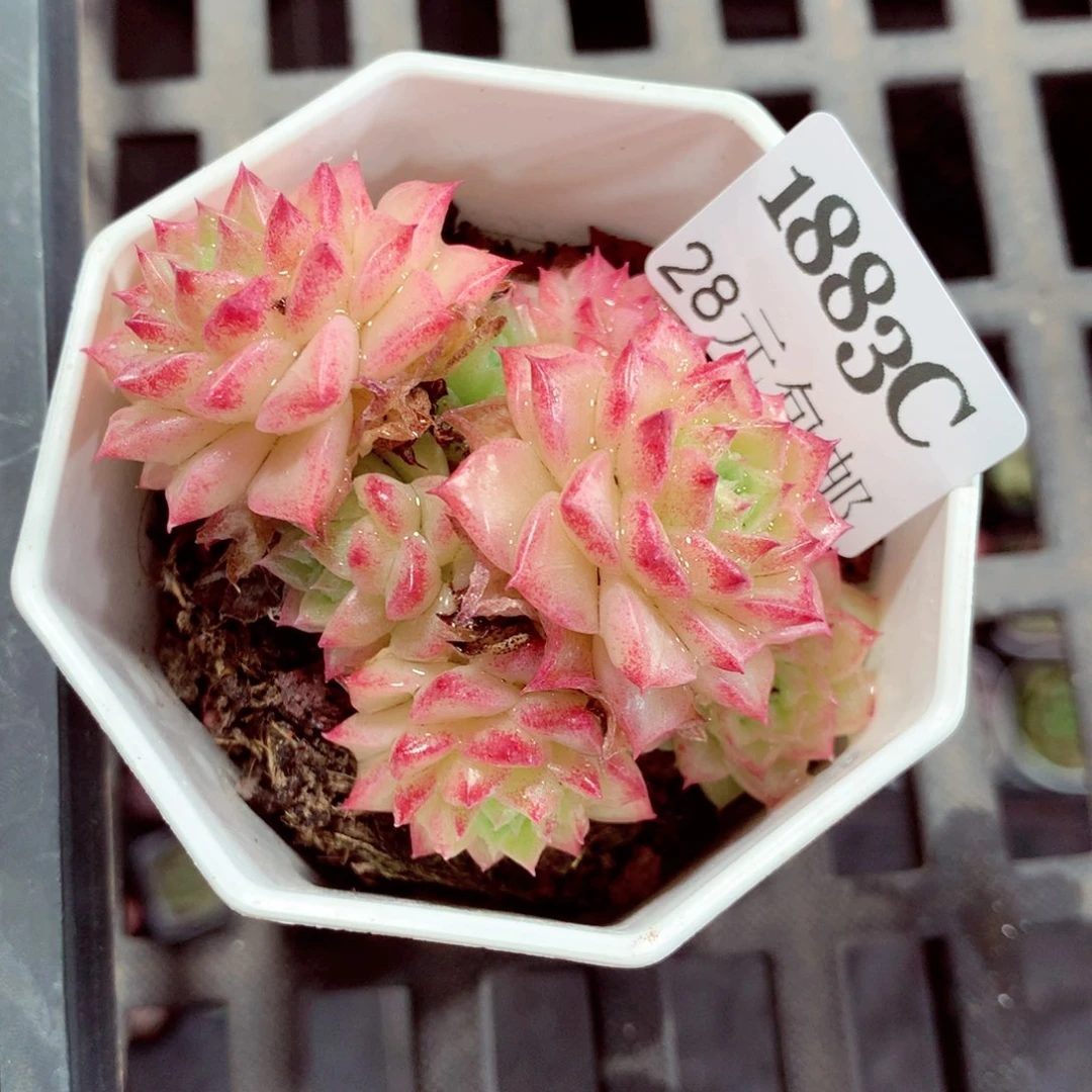 5厘米盆精控多肉1883