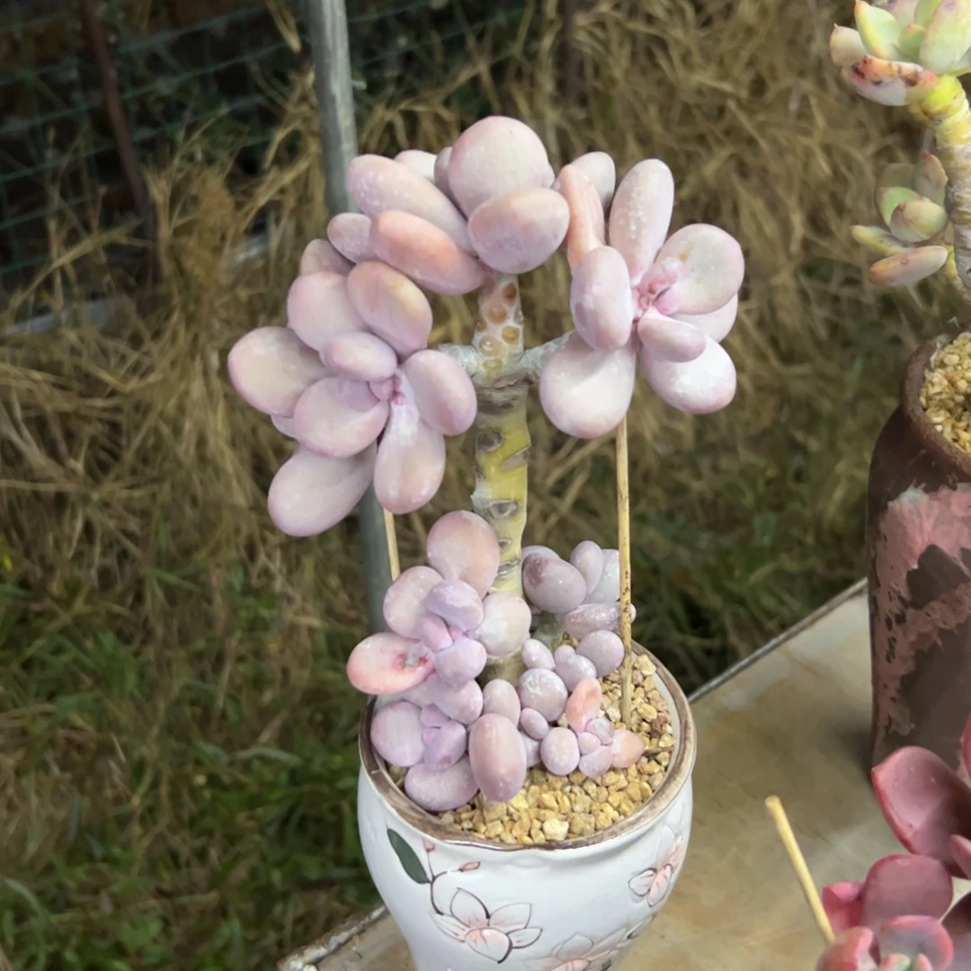 大叶奶38 零零多肉植物