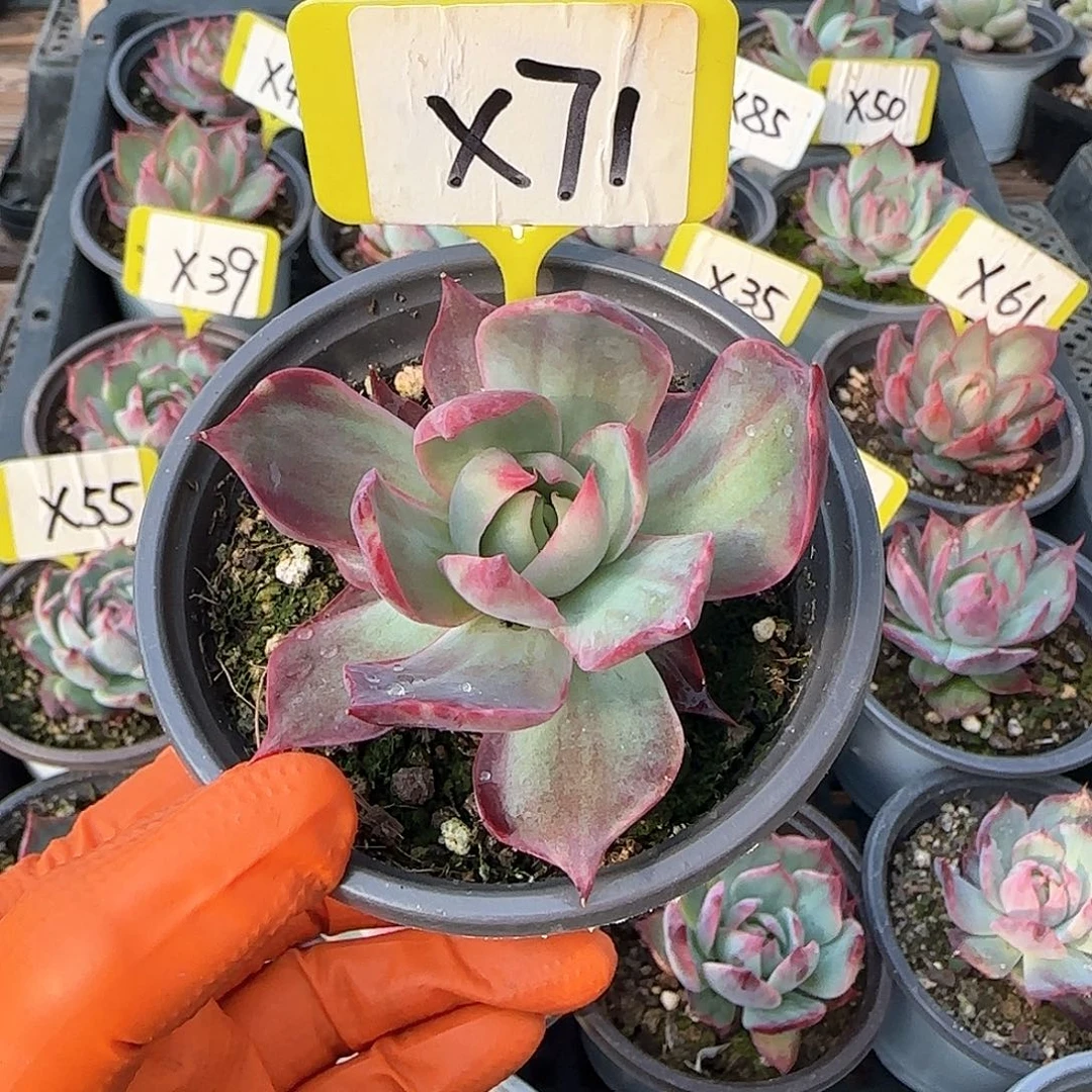 熊***毛X71惊鸿单头多肉