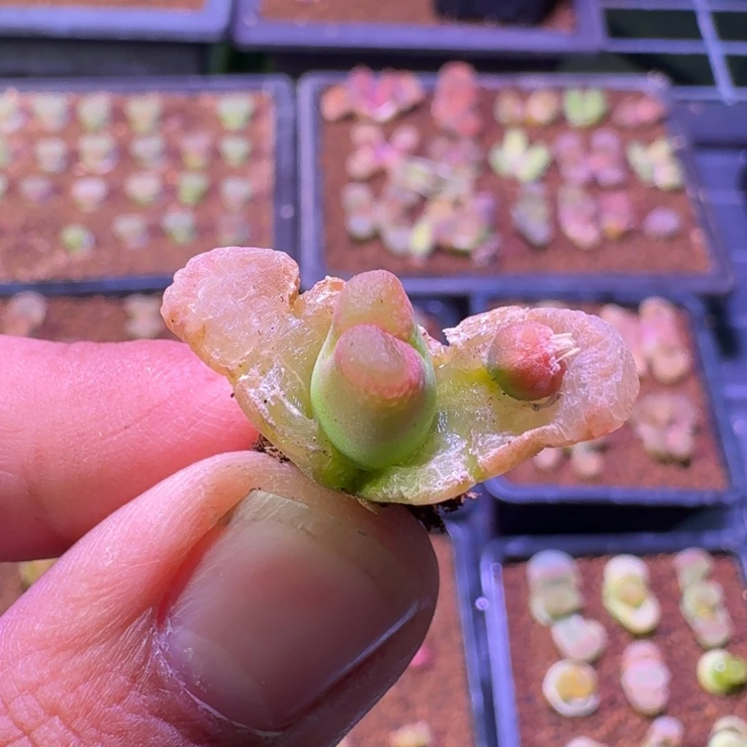 云缦精品番杏4.37