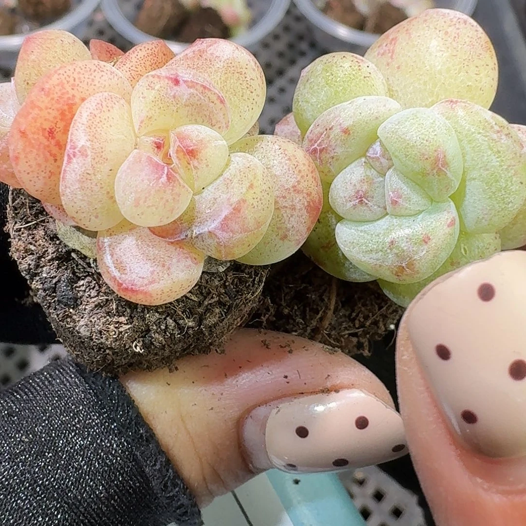 309 号到手1框一物一拍