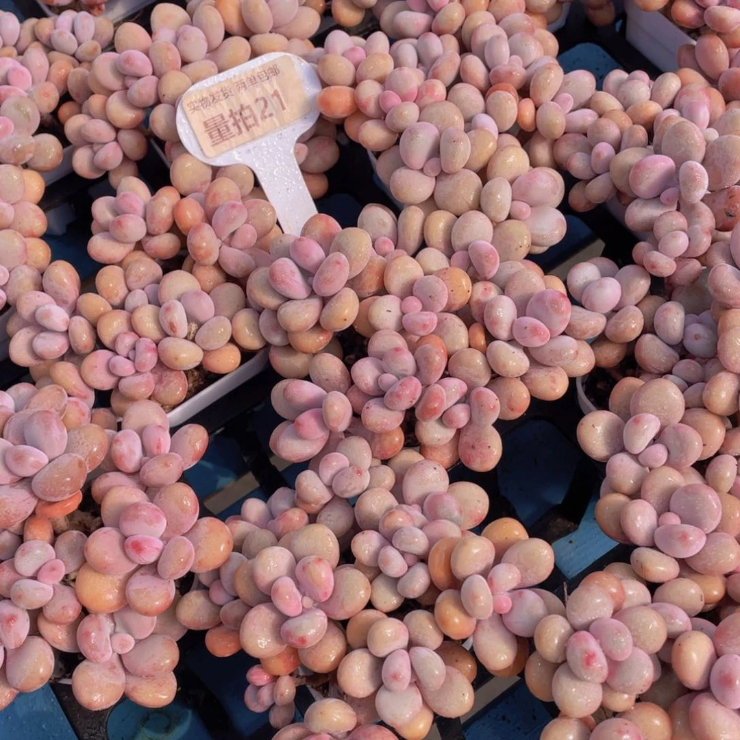 量拍21号 丸叶粉桃蛋拼盘八头起一个