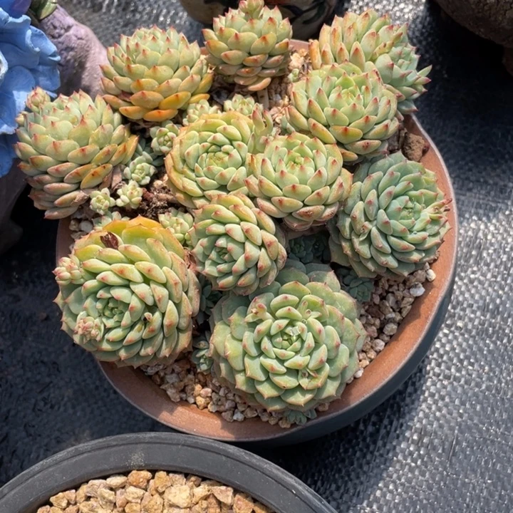 刘*艳弥一物一一拍