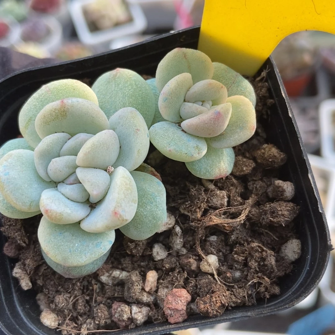 15冰玉石化多肉植物