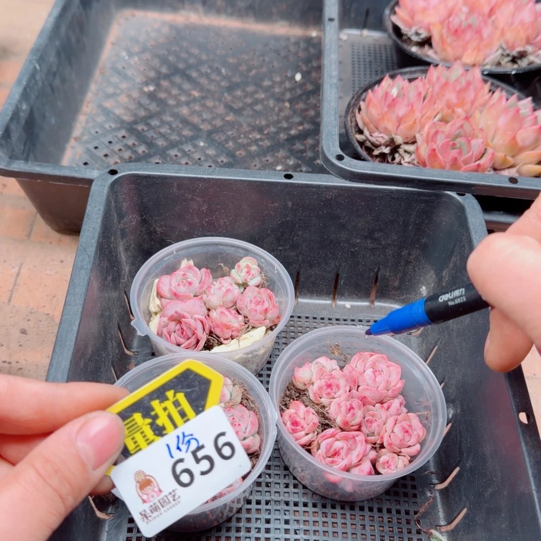 多肉植物多肉植物