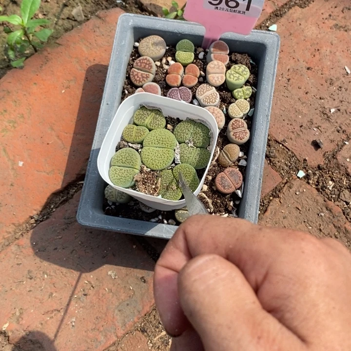 晨***鼓生石花等植物的961