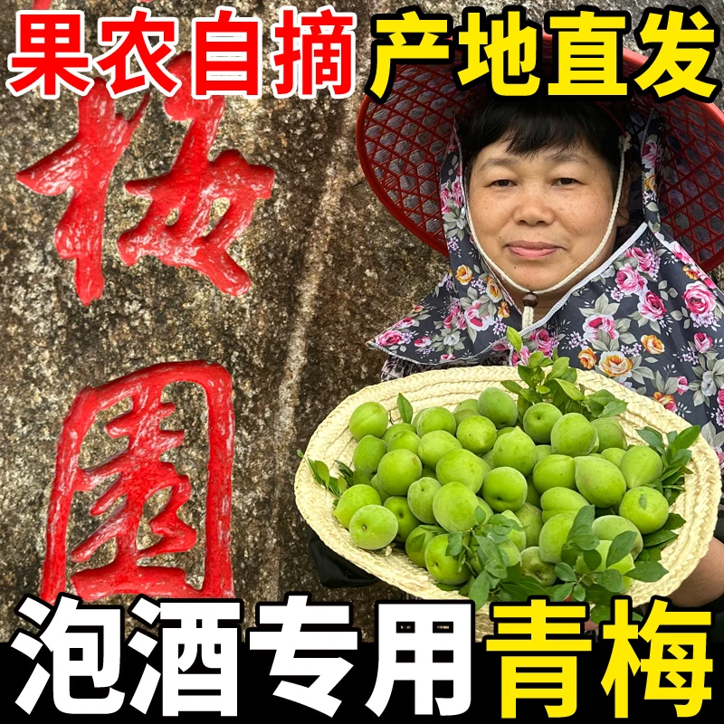 2025新鲜青梅果优质现摘鲜青梅酒酸梅子果坏包赔泡酒腌制酸梅子