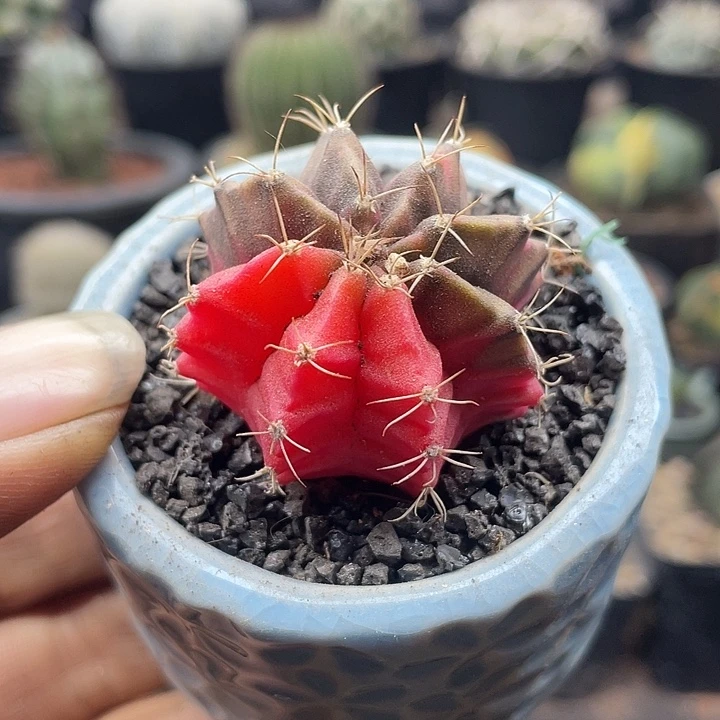 泰系米哈牡丹锦一颗包邮