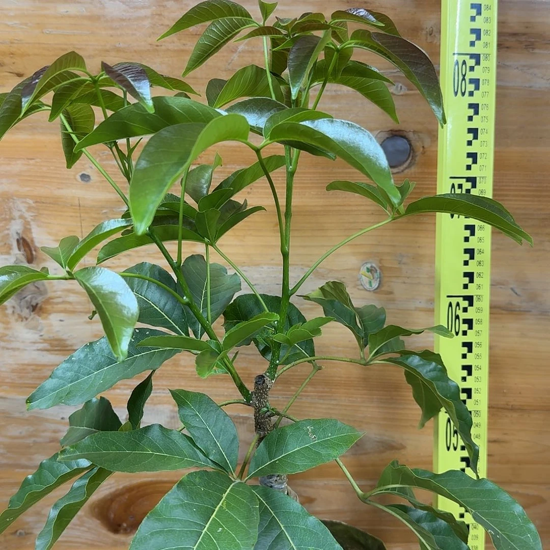 一***知当前无花栽培后可以开花状元红