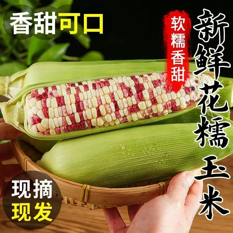 【产地现摘】新鲜花糯甜玉米糯玉米水果蔬菜现摘黏玉米糯玉米孕妇